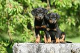 BEAUCERON - PUPPIES 352